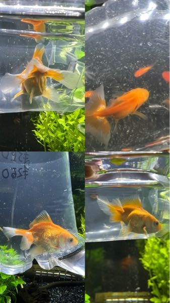 金魚について 先程ホームセンターで250円の金魚としかかかれてていない水槽で尾が綺麗な個体を買ったのですがこれは土佐金ですか？ 土佐金は高い魚と思ってたのですがこんな安くでも販売してるのでしょうか？