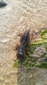 海に行くと砂浜にぴょんぴょんはねる虫が居ますが あの虫の名前を知っている方教え Yahoo 知恵袋