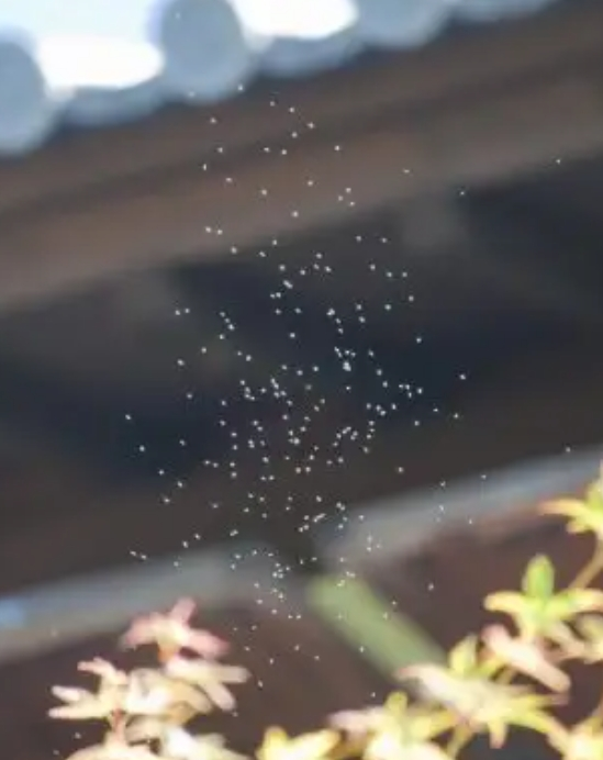 芝生の公園や、山道、緑の多い ところに行くと、頭の上に小さな 虫の大群が飛んでいることがあります。 そして、自分が歩いたりしても、群れがついてきます。 手で払ったりしても、一旦は逃げますが、また戻ってきます。 この虫たちははどうして頭の上を飛ぶのでしょうか?