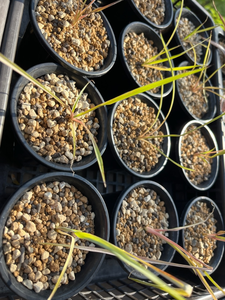 ユッカ ロストラータ yucca rostrata No.2 | mana's green:塊