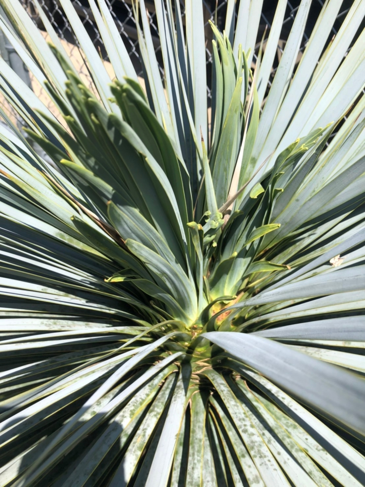 ロストラータのてっぺんから新たに株のようなものが出てきたのですが