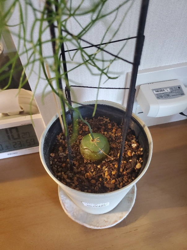 蒼角殿の育て方に詳しいかたに質問です。うちの蒼角殿は買ったときは