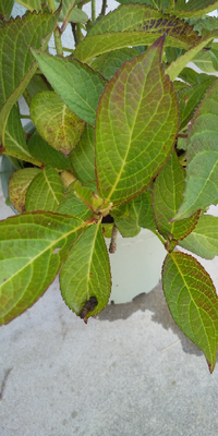 アジサイの蕾がたべられてます
何の虫が考えられますか
補殺 しようと何日か観察しているのですが
なかなかわかりません 
参考にならないかと思いますが
食べられた跡と糞をのせておきます 