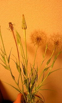 緑色のフワフワした花の植物はなんという名前でしょうか 葉や茎はすー Yahoo 知恵袋