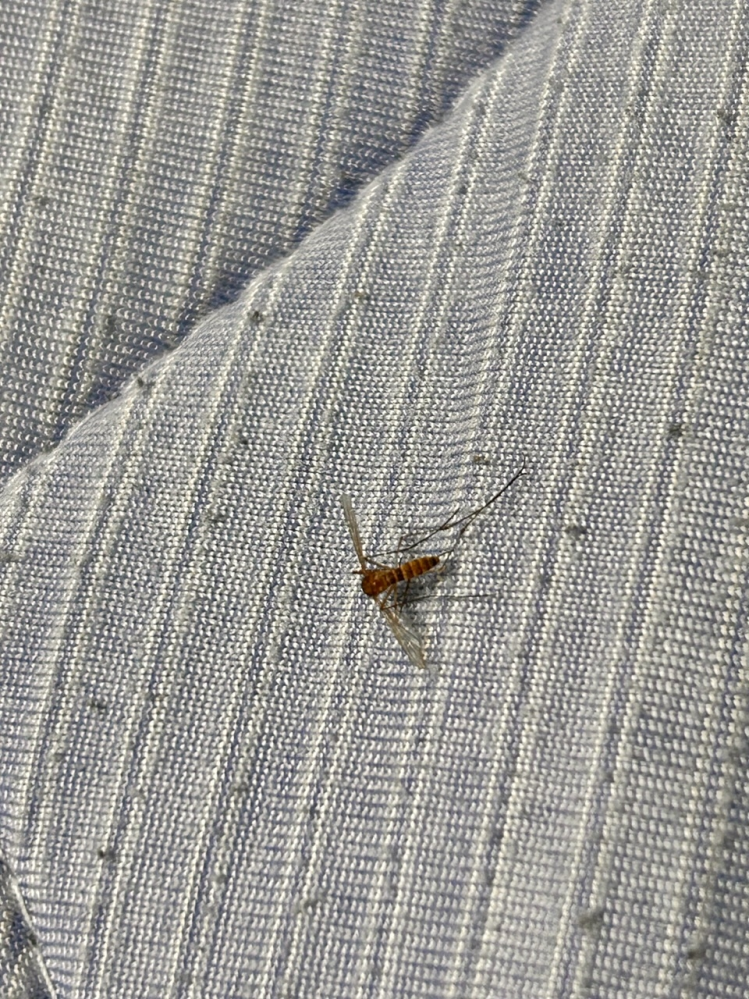 衣類害虫の生態と対策