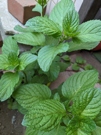 この植物は
ミントでしょうか？

だいぶ前に庭にバジルかミントを
植えた記憶があります。
葉の形はミントかと思うのですが、
香りがシソのようなバジルのような
ミントっぽくないような気もして… それともただの雑草なのか笑

虫除けに使ってみたくて
質問させていただきました。

植物に詳しい方のお知恵を拝借したいです
どうかよろしくお願いします
