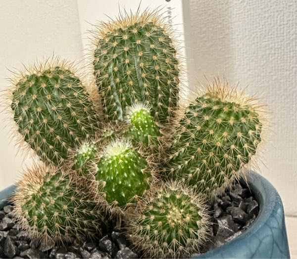 昨年買ったサボテンです。真ん中3箇所のトゲがとれてしまい、更にその