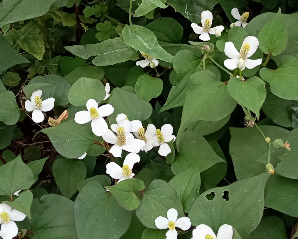 この植物はどくだみでしょうか？ - 完全にドクダミです。天ぷら