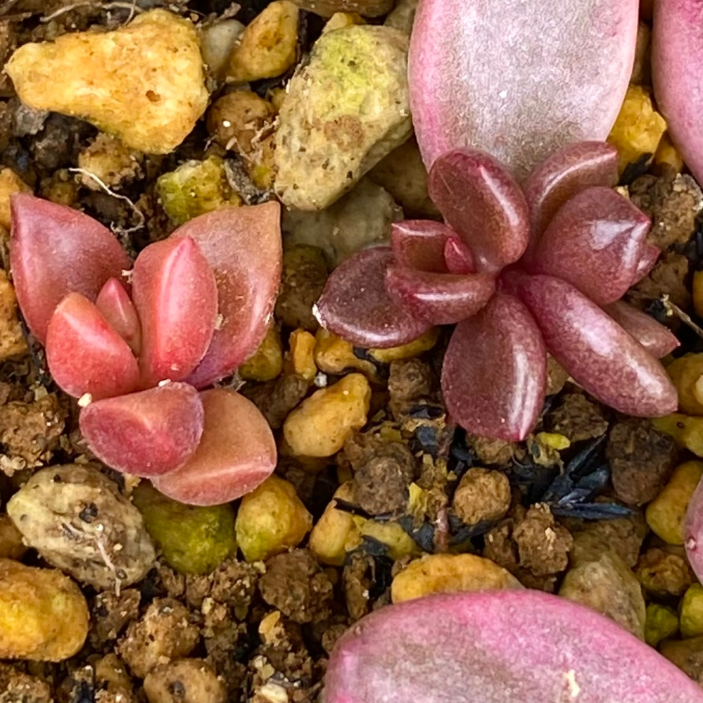 多肉植物       チョコレート錦の葉挿し2枚 チョコレート錦(多肉植物)の葉挿しをしたところ、先祖返りをしたようで