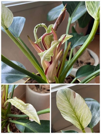 フィロデンドロンバーキンの新芽についてです。当方観葉植物初心者でして、詳しい方ぜひご意見をお聞かせ願います。 2月ごろ専門店からお迎えし、4月頃から次々に白い新芽が出てきているのですが、中央に留まってしまっており、一向に外側に広がりません。
下から次々に新しい芽が出てきますが、それらも絡み合ったまま広がらない状態です。
3月頃、初めて出てきた新芽の白い葉に関しては3〜4日で順調に外側に開いた...