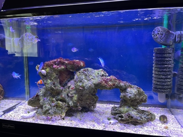 海水水槽立ち上げ！ライブロックの量について！この度、60×30×36水槽