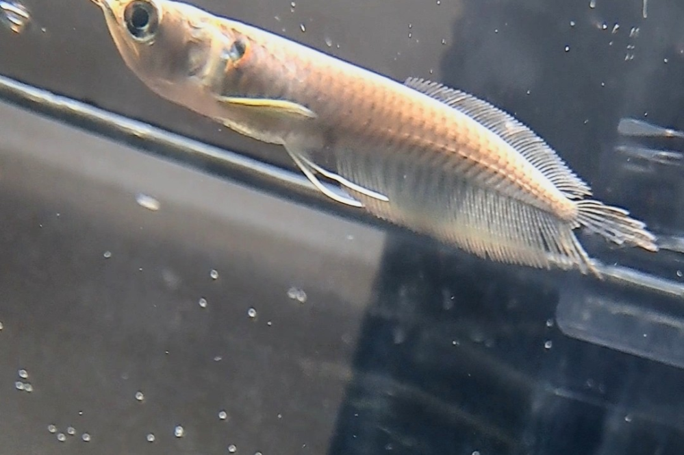 シルバーアロワナの尾びれについて一昨日シルバーアロワナの幼魚を 