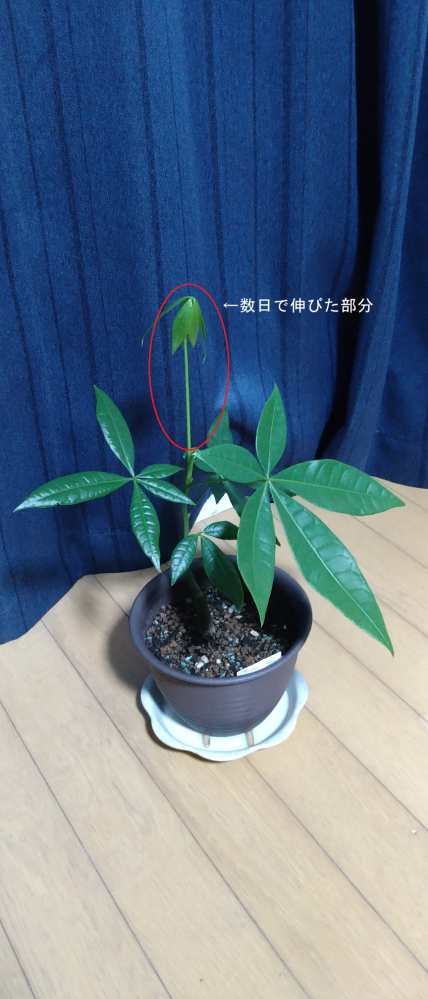 パキラ 約1.5メートル(取りに来ていただける方のみ) パキラ 約1.5