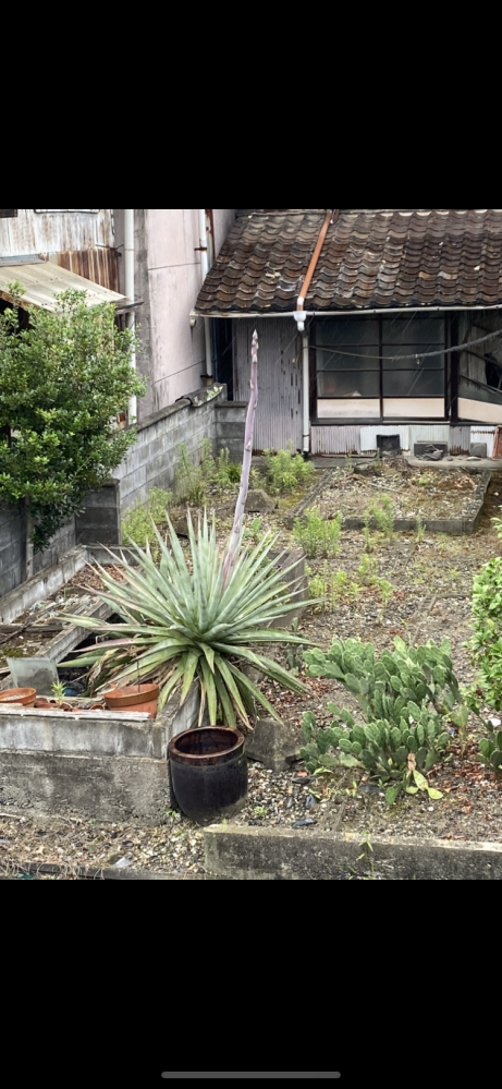 アガベ(植木)花咲きそうです
