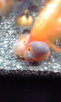 水泡眼という金魚には何のために目の下に袋が付いてるんですか 破れるし視界も Yahoo 知恵袋