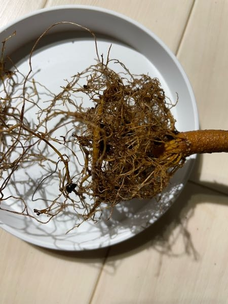エバーフレッシュについてエバーフレッシュの葉っぱが全部落ちてしま