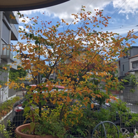 ジューンベリーがこの時期に紅葉して葉を落としています。
鉢植えで10年ほど育てているのですがこんな時期に紅葉したのは初めてです。 毎日しっかりと水やりはやっているのですが、暑さのせいでしょうか？
水遣りが足らないのか、肥料が足りないのか、このままで良いのでしょうか？