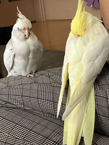 私はオカメインコを2羽飼っています。２羽とも雄っぽくてそしてとても仲が悪い... - Yahoo!知恵袋