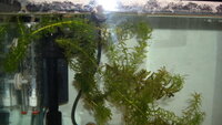 石巻貝の様子がおかしいですこの写真は石巻貝ですなぜか水槽の上の方 Yahoo 知恵袋