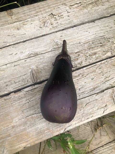 茄子に艶がありません何が原因でしょう - Yahoo!知恵袋