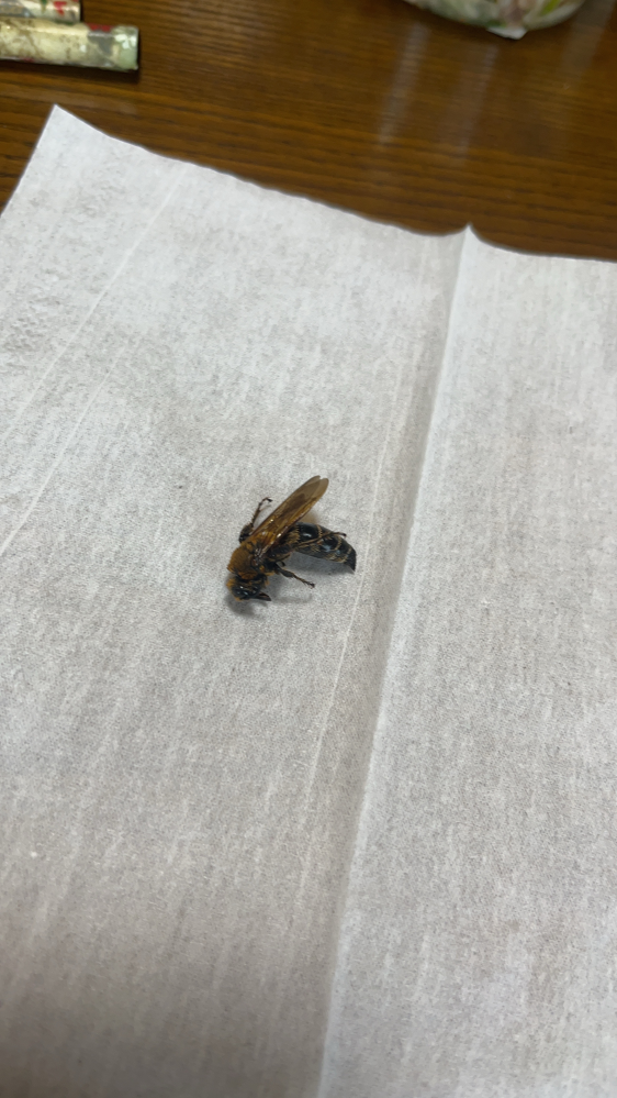 家の中に蜂が入ってきてしまい、何とか退治することが出来ましたが、調べても何のハチか確信を持つことが出来ず種類が不明です。7月下旬にアシナガバチに刺され痛い思いをしたこともあり、とても不安です。 一応写真を載せておりますがこの虫はハチなのでしょうか？？