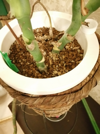 モンステラの植え替えについて購入時に6号鉢だったのですがすぐ