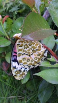 この蝶 蛾 の名前を教えて下さい 羽の表 がピンク 紫 白 黄で裏が Yahoo 知恵袋