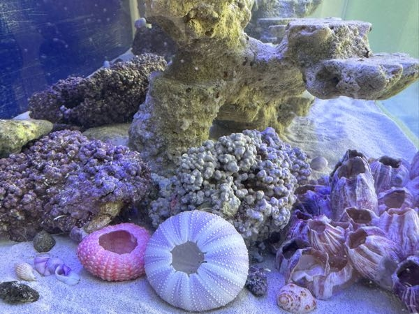 ﾗｲﾌﾞﾛｯｸについて…。海水魚飼育歴15年程度の、ただの物 - Yahoo!知恵袋