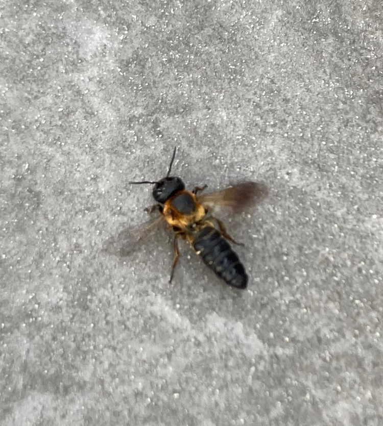 家によく１匹でこちらの蜂のようなものが飛んでいるのですが詳しい方、何か分かりますか？ 調べたのですがよく分からず、、よろしくお願いします。