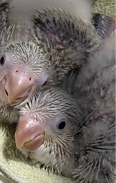 青色と緑色のインコの名付け親になって下さい！ 生後1ヶ月のオキナインコの赤ちゃんの名前が決まりません(T . T) 青色と緑色をイメージする可愛らしい名前がつけてあげたいので力を貸してください！