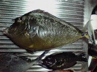 最近 写真の魚 チヌマン を釣りました でも 食べ方がわからなく唐揚げで食 Yahoo 知恵袋