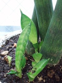 サンスベリア用の土でおすすめなのを教えてください Yahoo 知恵袋