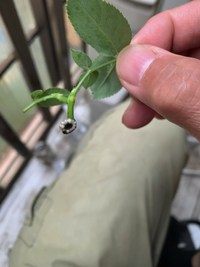 バラの挿し穂についてお伺いします。9月の上旬にピエールドゥロ