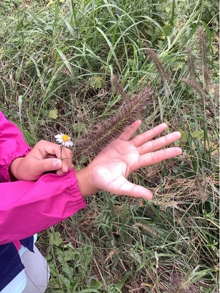 子どもの手よりも大きなこの植物は ジャンボ猫じゃらしですか？