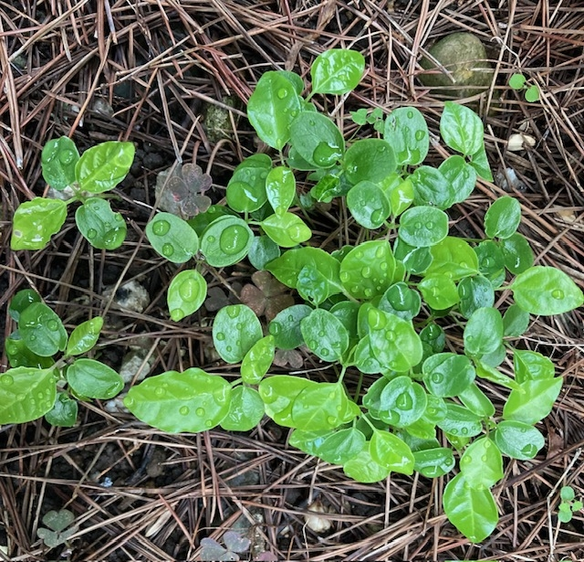 近所に生えてた葉っぱです 突然生えてきたこの草の名前がわかる方いらっしゃいますか。葉っぱは