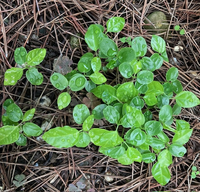 突然生えてきたこの草の名前がわかる方いらっしゃいますか。葉っぱは 
