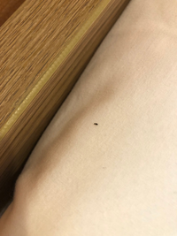 沖縄県に在住しているのですが
最近からこの虫が部屋に大量に出てくる
のですが種類と対策がわかる方います
でしょうか？ 