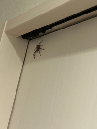 自室のドアに大きな蜘蛛がいて身動きが取れないのですがこの蜘蛛は放