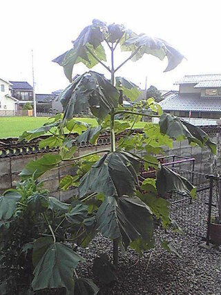 庭に生えてきた巨大な植物について教えてください よろしくお願い致しま Yahoo 知恵袋