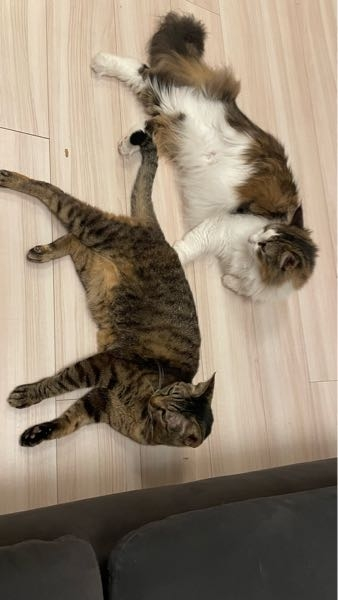 猫の粗相について サイベリアンの女の子(2歳弱)とキジトラの女の子(14歳)と暮らしています。 サイベリアンちゃんが約4ヶ月前から、うんちをトイレの外でするようになりました。 おしっこはキチンとトイレでしてくれます。 ネットで調べ、色々対処をしてみたのですが、下記の内容より思い当たる原因や、解消出来る可能性のあるものがあれば是非アドバイスいただきたく、ご質問させていただきました。 よろしくお願いします。 【試してダメだったもの】 ・トイレを増やす ※現在は大きいものが2つ ・トイレを掃除する ・トイレ砂を変えてみる ※荒いものから細かいものに ・トイレの位置(それぞれの部屋)を変える ※現在は同じ部屋に 【猫たち】 キジトラ 14歳 女の子 3.2kg サイベリアン 2歳弱 女の子 4.6kg 【環境】 ・2頭飼い ・2頭はあまり仲良しじゃない ※サイベリアンが近づくとキジトラが怒る。。 ・健康状態 良好、食欲もあり ・トイレは同じ部屋に同じ種類のものを2つ 【状況】 ・サイベリアンが、猫トイレのある部屋の床にうんちをする状況 ・毎回大体同じ位置 ※匂いが付いていると同じ場所にしてしまうとの事で、クエン酸スプレーと消臭除菌スプレーで毎回掃除。 床にトイレシートを敷いてみても、シートの外にしちゃいます、、 抜けている点があれば追記いたまします。 よろしくお願いします！！