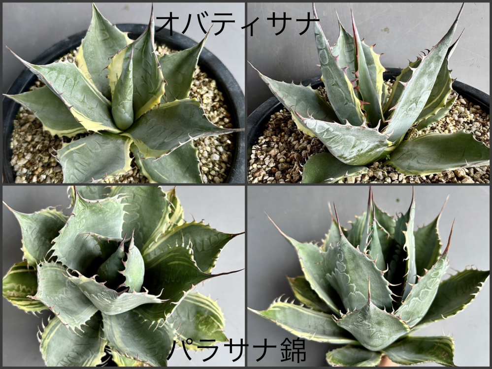 アガベについて質問です。オバティサナシースターとパラサナファイ