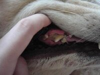 犬は 汚いものですか 私は 犬を飼っているのですが 犬を撫で Yahoo 知恵袋