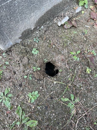 底に何か掘ってありますが不明 庭に謎の穴なのですがなんなのでしょうか。ネズミかモグラですか