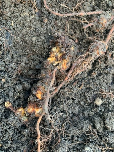 ベビーキウイを掘り起こしたら根が膨らんでいました。これはネコブセンチュウの被害という事でしょうか？もしそうであれば対策等教えて頂けませんか？