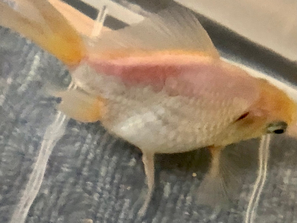 白い金魚、ポップアイで塩水浴中です。最近体の上部がピンク色になってきて、頭部とヒレが黄身がかってきました。病気でしょうか。