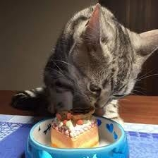 クリスマスには 猫ちゃんのためにペットベッドを新調したり ペットケーキを用意したりしますか？