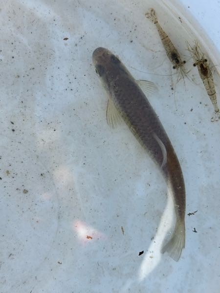 用水路に10センチぐらいの 魚を見つけました。 こちらの魚の名前が知りたいです。 お分かりの方、教えて下さい。