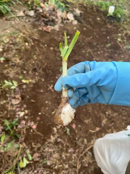 【植物の名前を教えてください】 こちらの植物はなんでしょうか？ 球根のようなものにネギ？のようなものが生えています。 庭の至る所に埋まっているようです。 よろしくお願いします