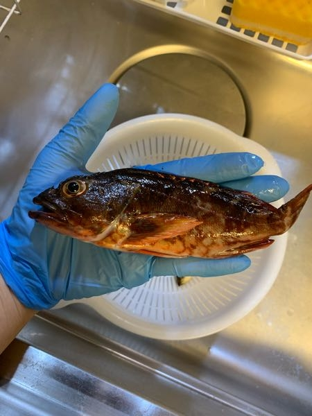 この魚の種類を教えてください。 食べられるか食べられないかと、食べられらる場合のオススメの食べ方も教えて頂けると嬉しいです。