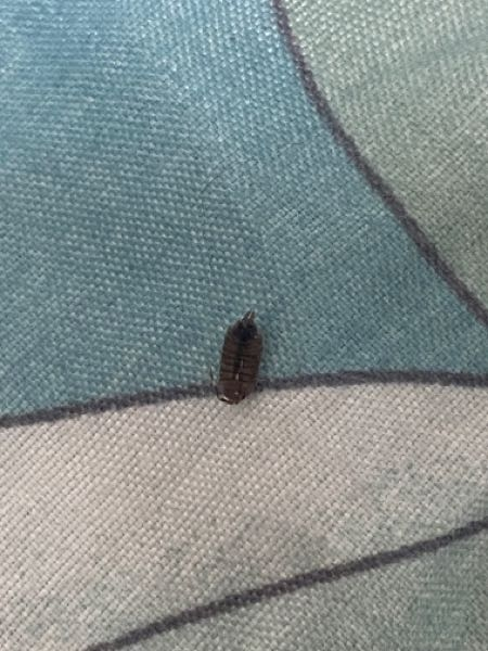 この虫って何の虫ですか？